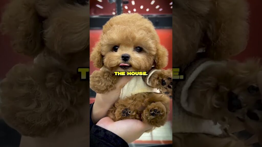 How Kim Kardashian Turned Into Six Dogs How Kim Kardashian Turned Into Six Dogs