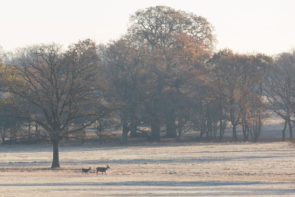 Windsor Great park is opening a Christmas tree shop next week