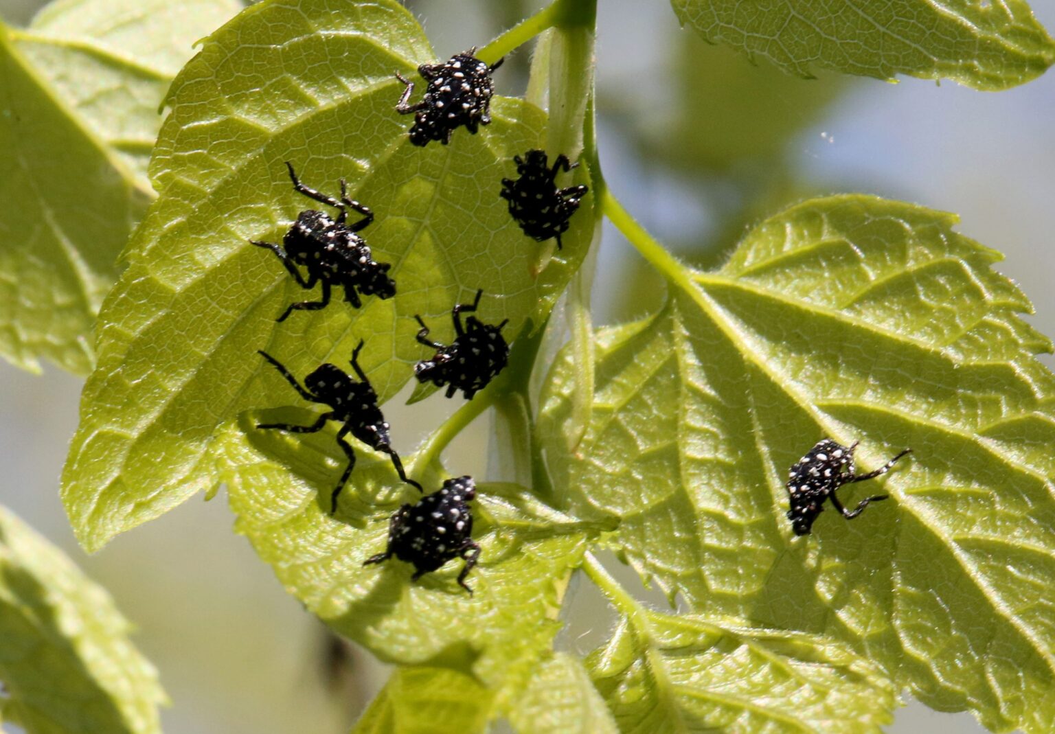 Invasive Spotted Lanternfly Established in Prince William County
