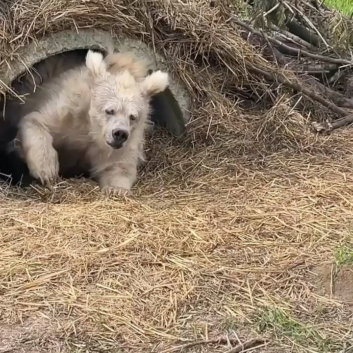 A Himalayan brown bear, named Chada, has recently gone viral for her relatable look after coming out of hibernation earlier this year