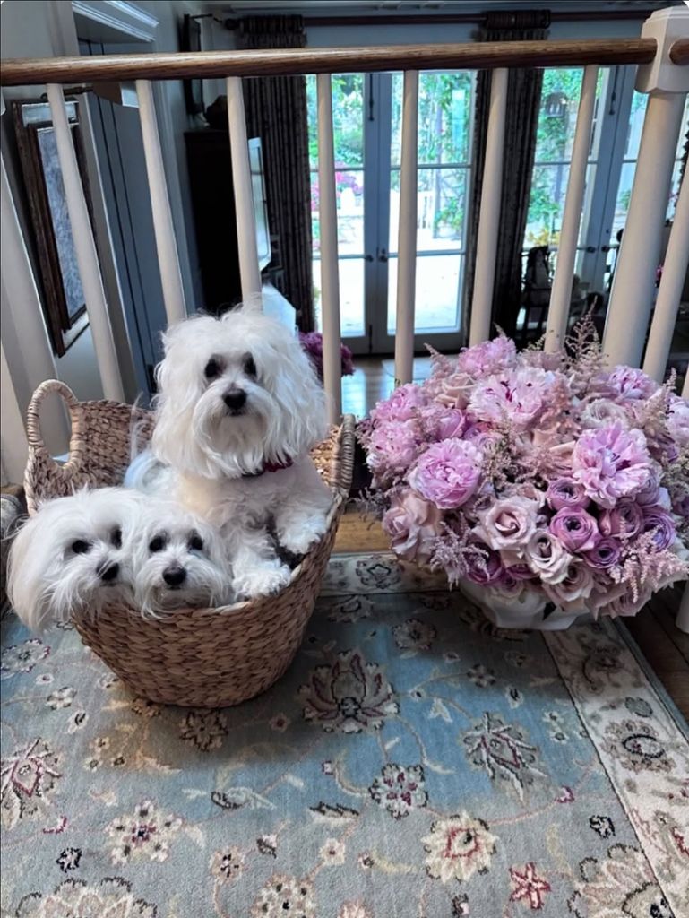Barbra Streisand's dogs