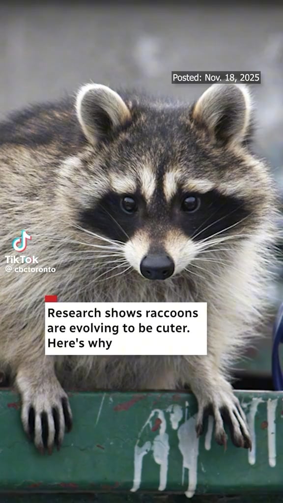 The raccoons have decided to become cuter thanks to evolution, says researchers🦝💕