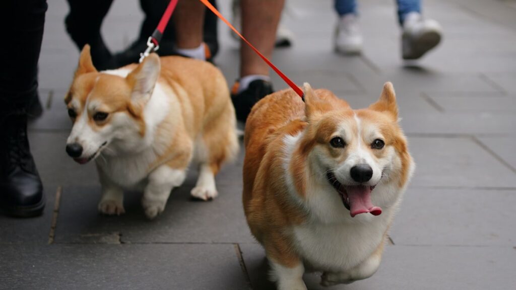 Concern for late Queen Elizabeth II’s corgis after ‘rare’ danger flagged at new home Concern for late Queen Elizabeth II's corgis after 'rare' danger flagged at new home