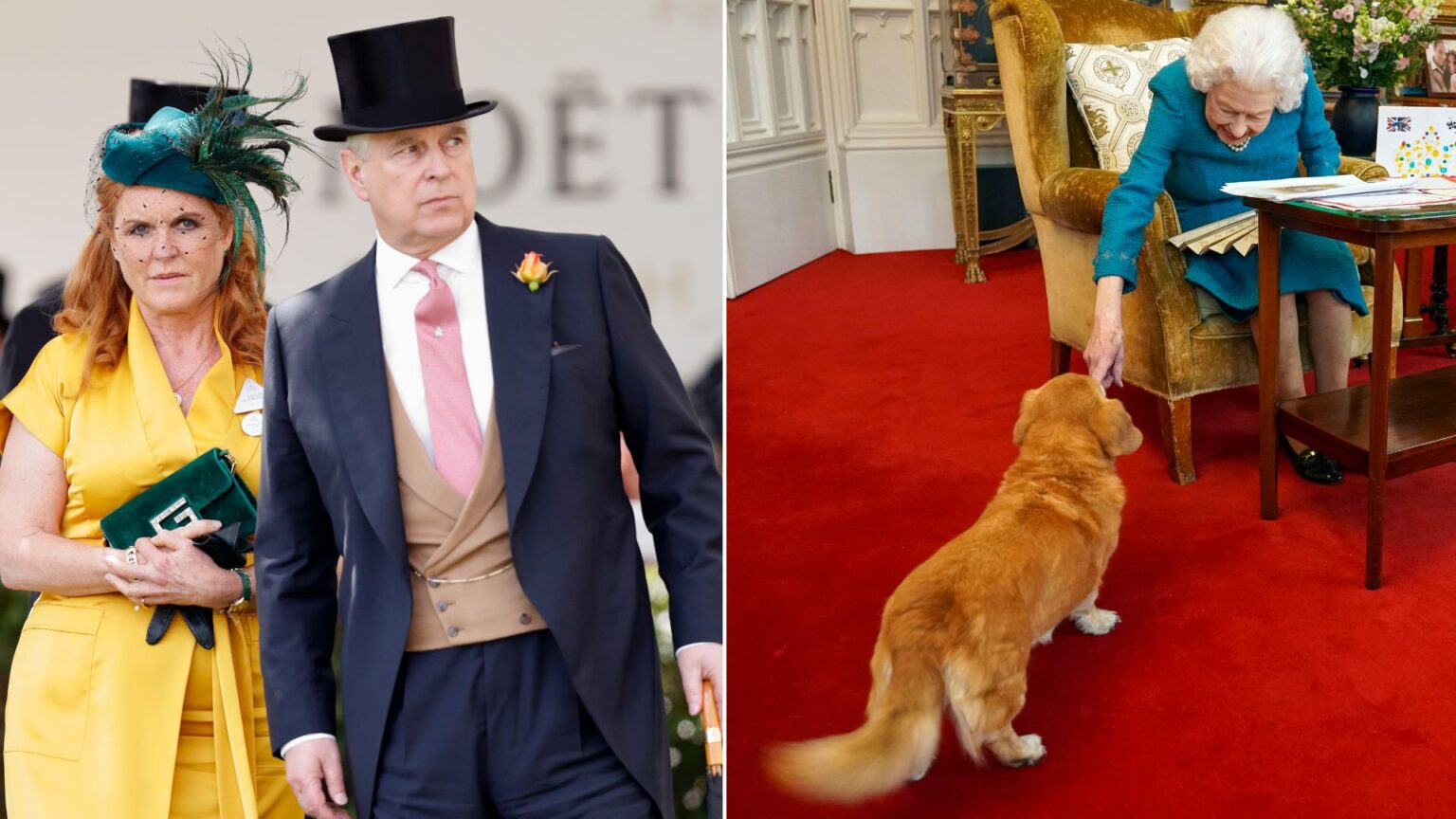 King Charles Allegedly Wants to Confiscate Andrew’s Corgis Sarah Ferguson wears a yellow dress with a green hat as she attends Royal Ascot with Prince Andrew, and the late Queen Elizabeth pets one of her corgis