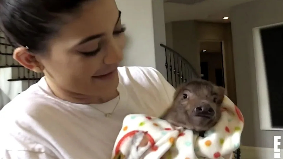 "Is That A Chicken?!"