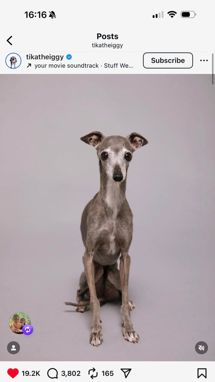 Fashion icon Tika the Iggy has crossed the rainbow bridge