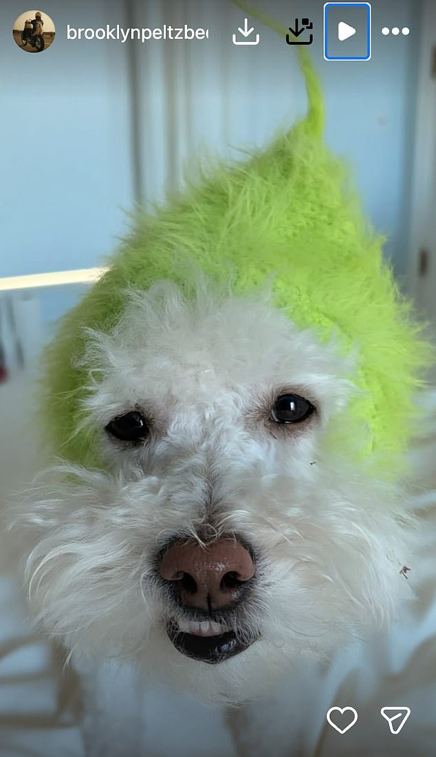 Brooklyn Beckham has suggested he is feeling Grinch-like as he shared a picture of his dog dressed up as the character after skipping Holly Ramsay's wedding