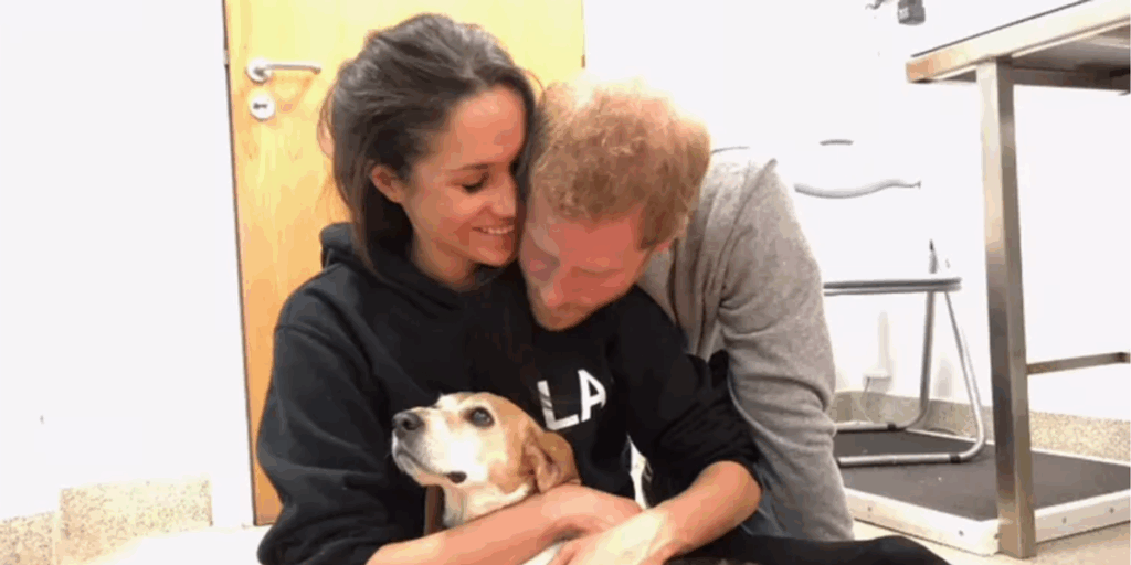 Meghan Markle and Prince Harry 'sat on the floor' after their dog suffered a 'terrible accident', vet reveals