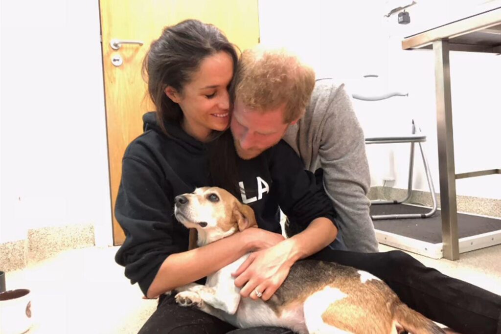 Meghan Markle and Prince Harry 'Sat on the Floor' When Their Dog Had an Operation, Vet Reveals