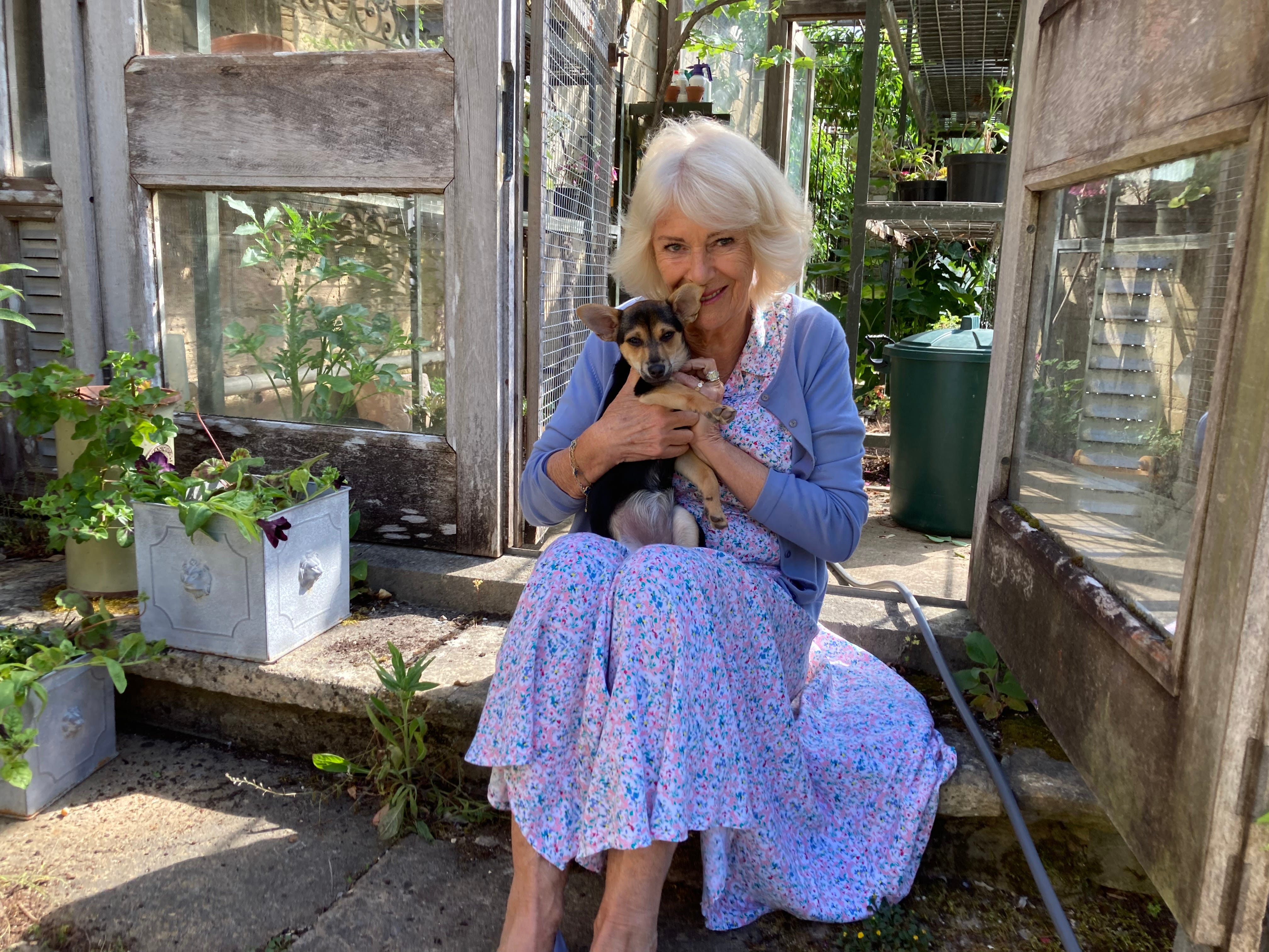 An elderly person seated outdoors, holding a small dog.