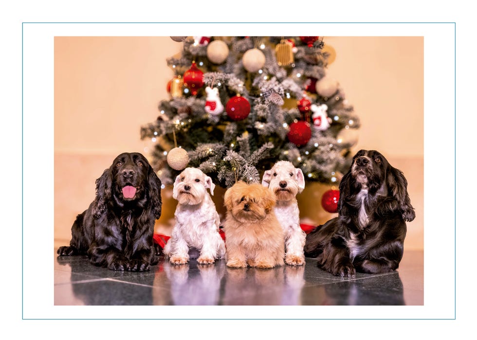 Group of five dogs in front of a decorated Christmas tree.