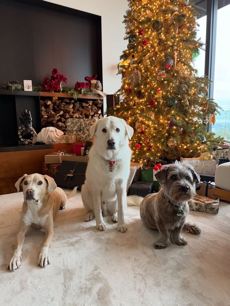 Jennifer Aniston dogs Christmas