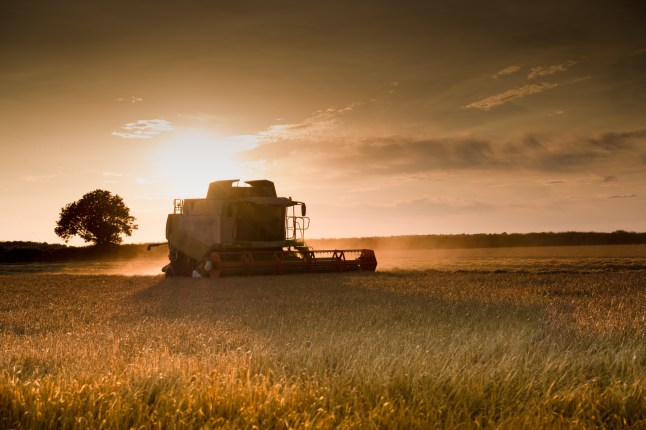 Combine Harvester cutting cereal at sunset Norfolk
