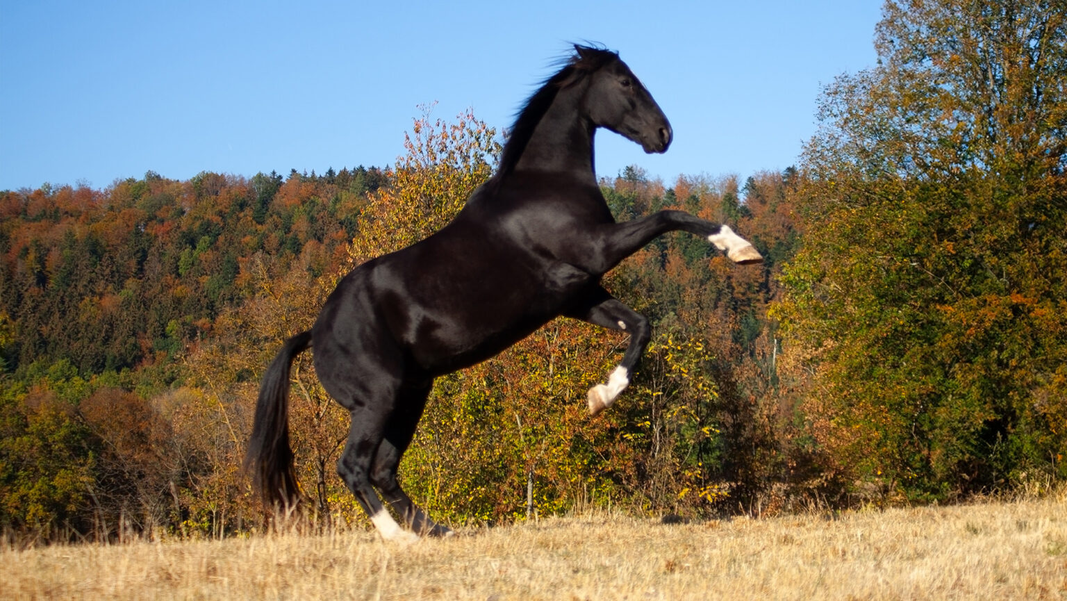 Best horse movies of all time chosen by Horse & Hound magazine