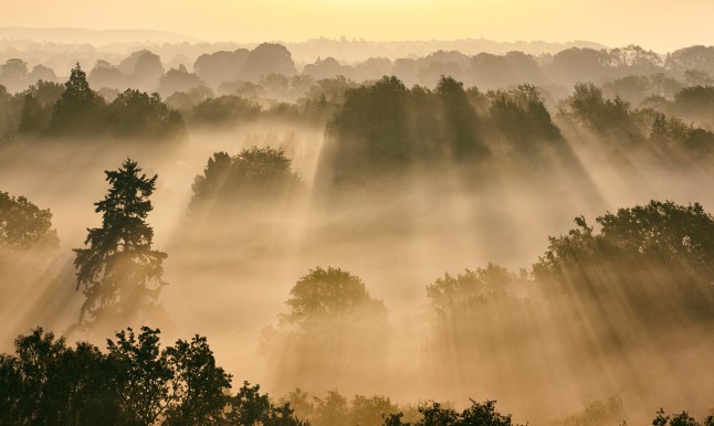 Sunbeams Through Misty Trees At Dawn