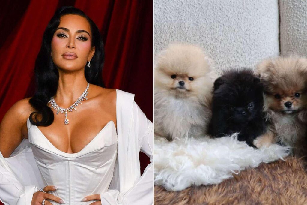 Kim Kardashian Called Out by PETA for Gifting Each of Her 4 Kids Their Own Dog for Christmas: 'Puppies Are Not Plushies'