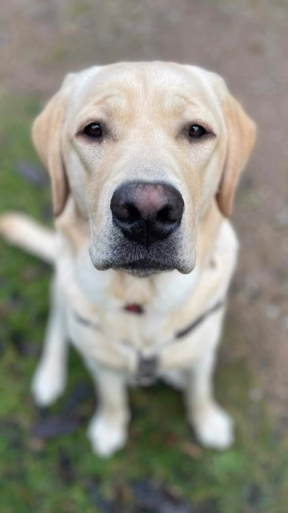 Meet Freddie, the Medical Alert Assistance Dog trainee named by Queen Camilla, the organisation’s patron