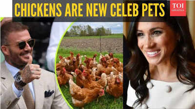 David Beckham to Meghan Markle: 5 celebrities who keep chickens in their backyard