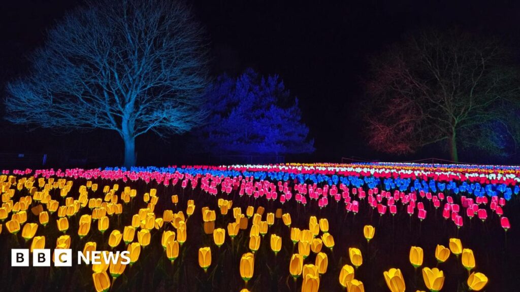 Rows of glowing tulips. One row is yellow, one is pink and one is blue. The trees in the distance are illuminated by the lights.