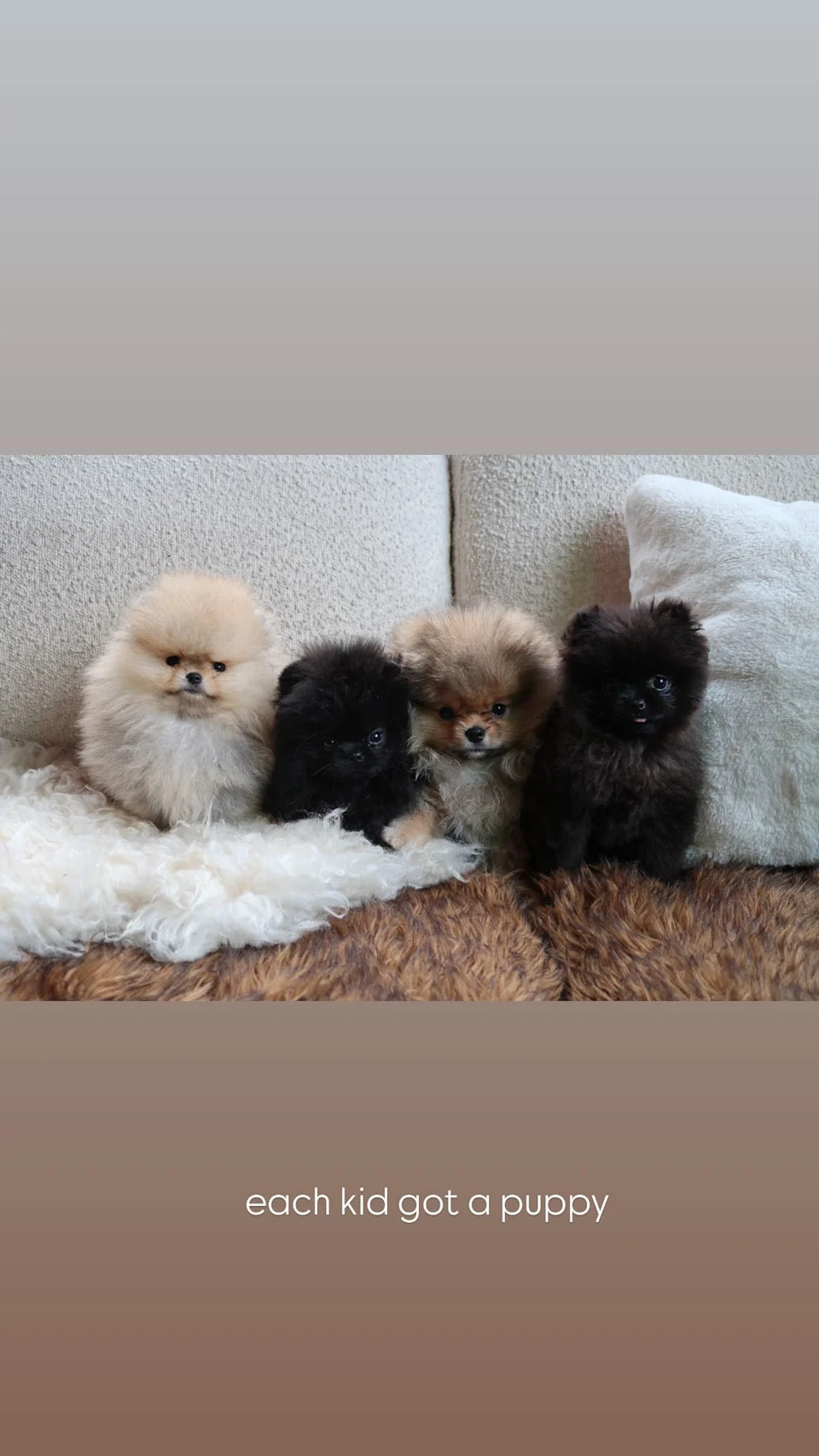 Four small puppies sitting together on a couch after being gifted to the Kardashian-Jenner grandchildren for Christmas.