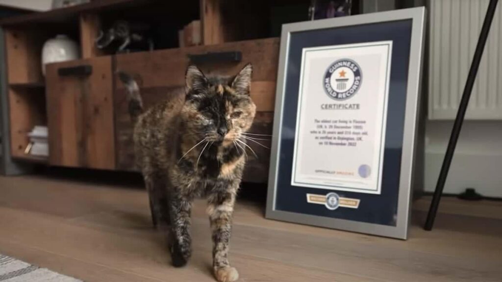 Flossie, the world's oldest living cat, turned 30 today. Despite her age, she wakes up early for breakfast, then spends the day napping and playing