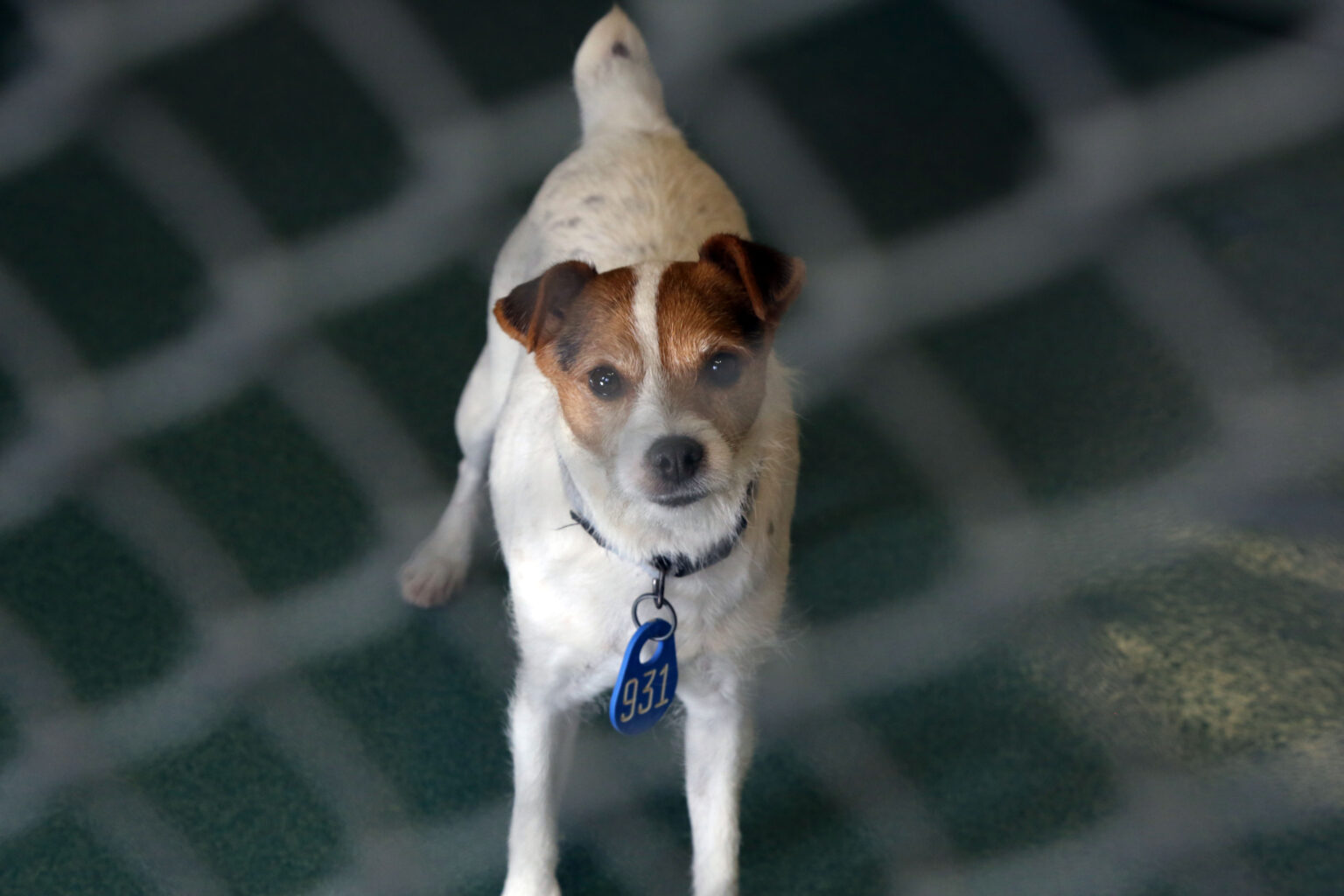 Prince William Living