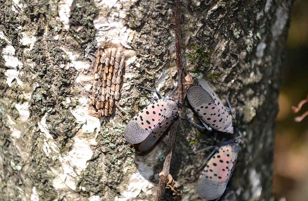 Spotted Lanternfly Now Pervasive Across Prince William County Prince William Living