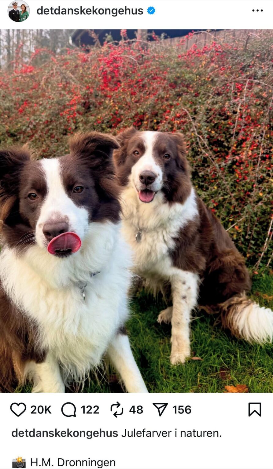 Denmark’s Queen Mary shares photo she took of the family’s border collies, Grace and Coco