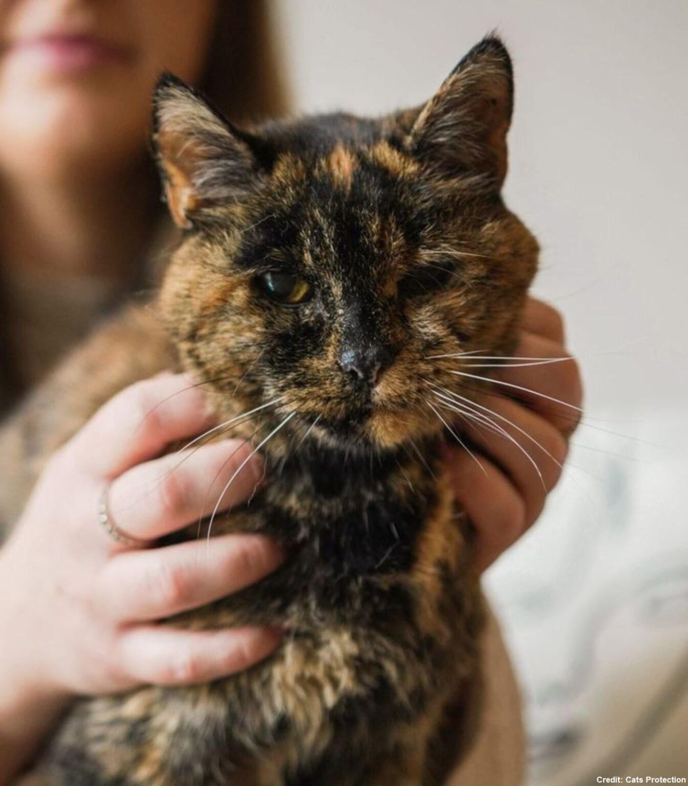 Flossie, the world’s oldest cat, has turned 30