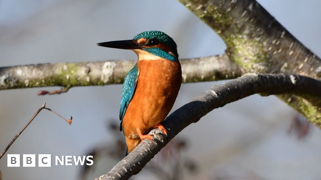 London’s wildlife captured by the camera lens London's wildlife captured by the camera lens