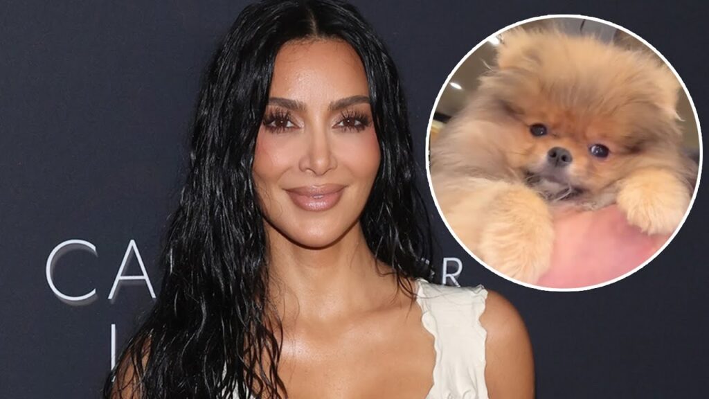 Kim Kardashian Shares Glimpse at Home Life With Her 4 New Puppies Kim Kardashian Shares Glimpse at Home Life With Her 4 New Puppies