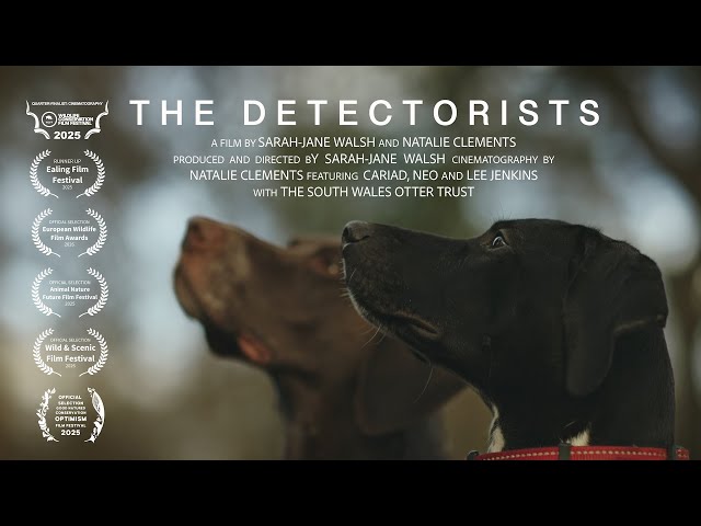 The Detectorists — A Short Film About Otters and Detection Dogs. The Detectorists — A Short Film About Otters and Detection Dogs.