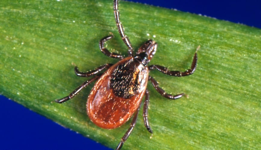This undated photo provided by the U.S. Centers for Disease Control and Prevention (CDC) shows a blacklegged tick, which is also known as a deer tick.