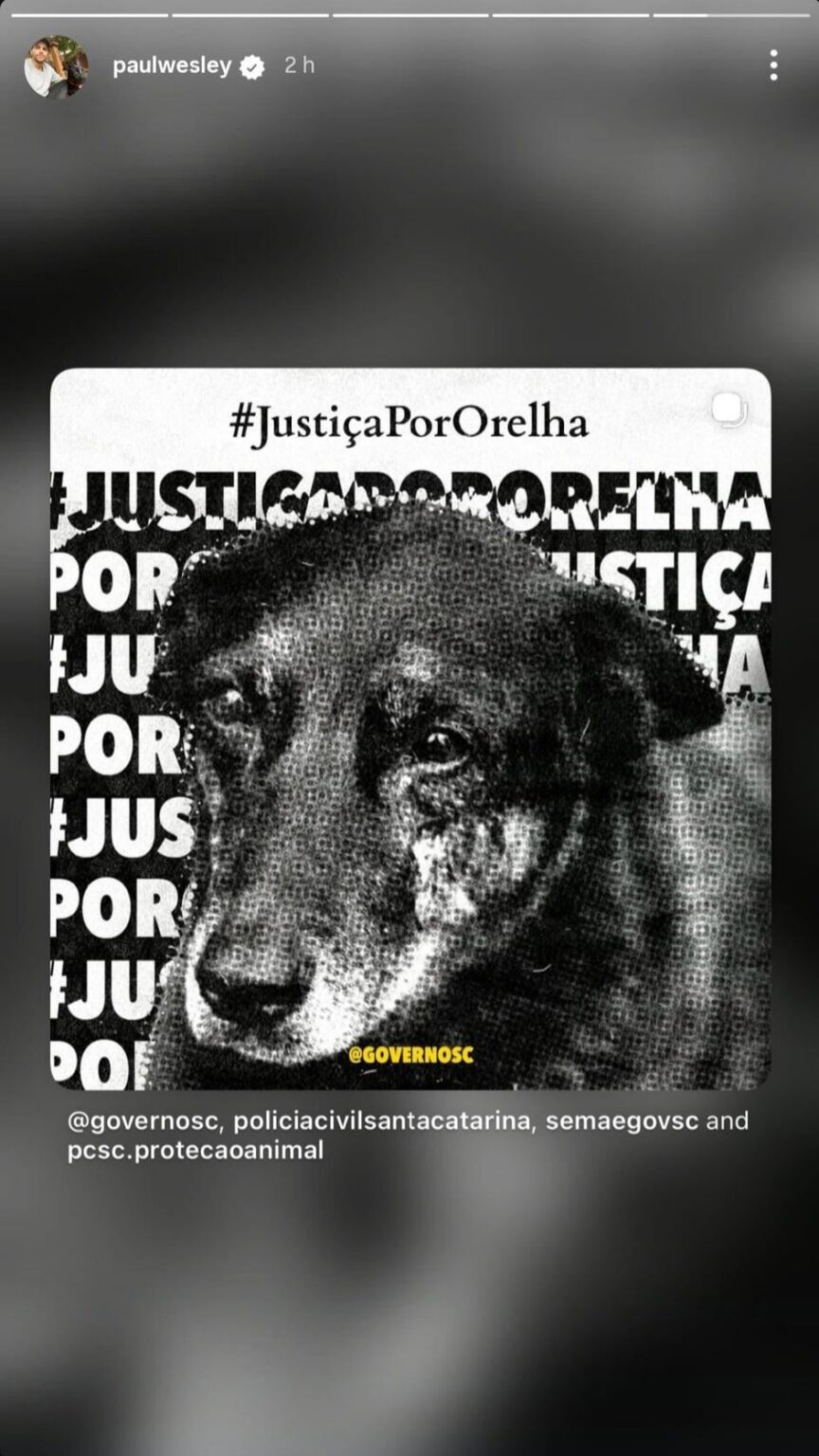 Paul Wesley shared on his Instagram a plea for justice for Orelha, a beloved community dog ​​who lived in Florianópolis and was brutally murdered by 4 monstrous teenagers from wealthy families in Brazil. 2 of them are hiding in Orlando (FL).