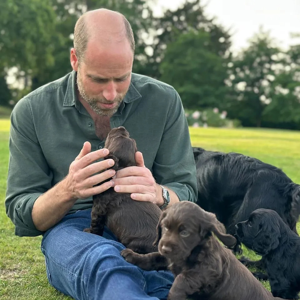  Prince William sitting in grass petting puppies . 