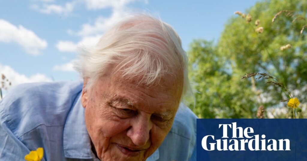 The magic of David Attenborough is that he reminds us to appreciate the world | David Attenborough
