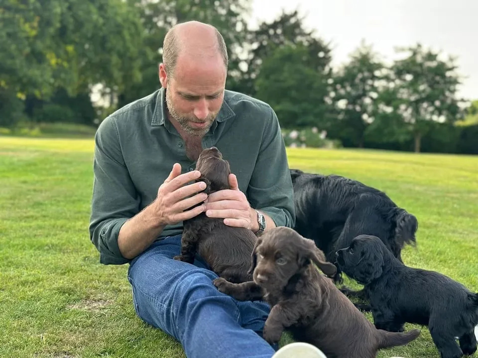 Prince William playing with puppies in a field