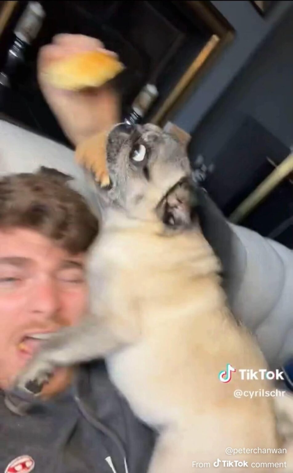 Beloved pug and TikTok superstar “Albert” kidnapped at his home last night