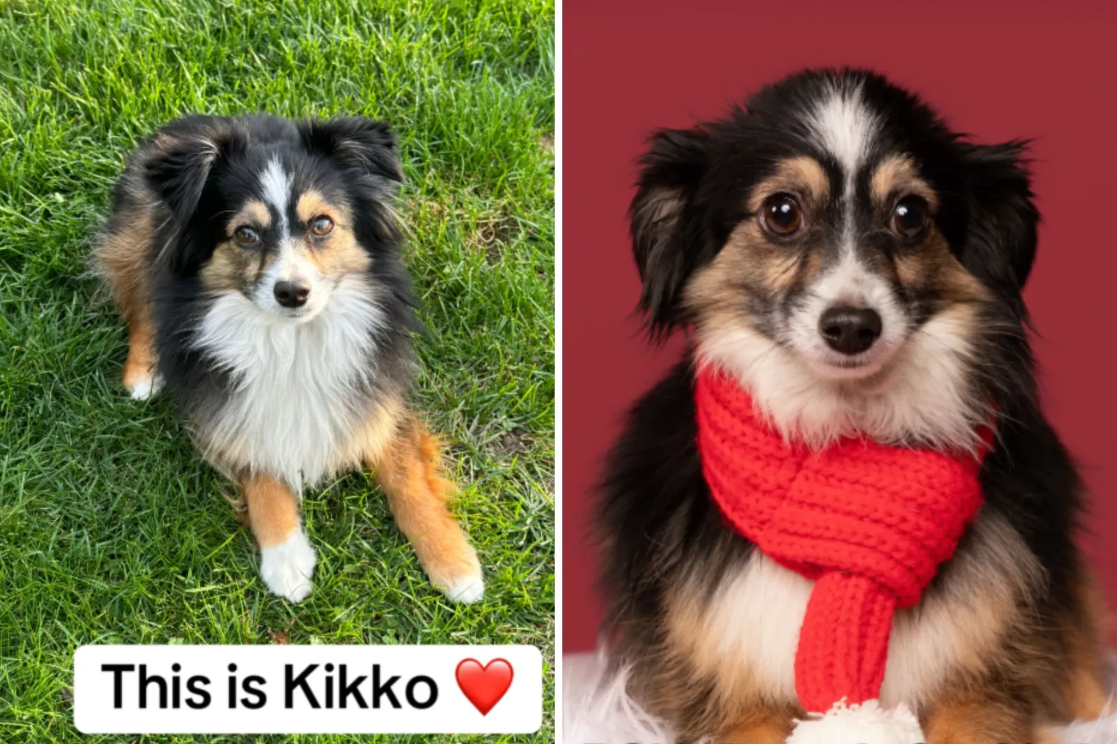 Lost mini Australian shepherd