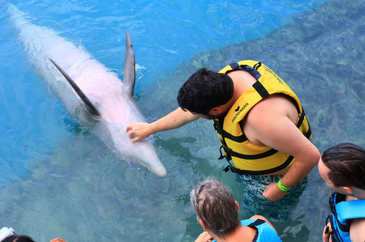 Carolyn Piro's son, Sean Curran, plays with a dolphin on vacation. The 31-year-old autistic man was kicked off the ship on Christmas Eve, Piro said