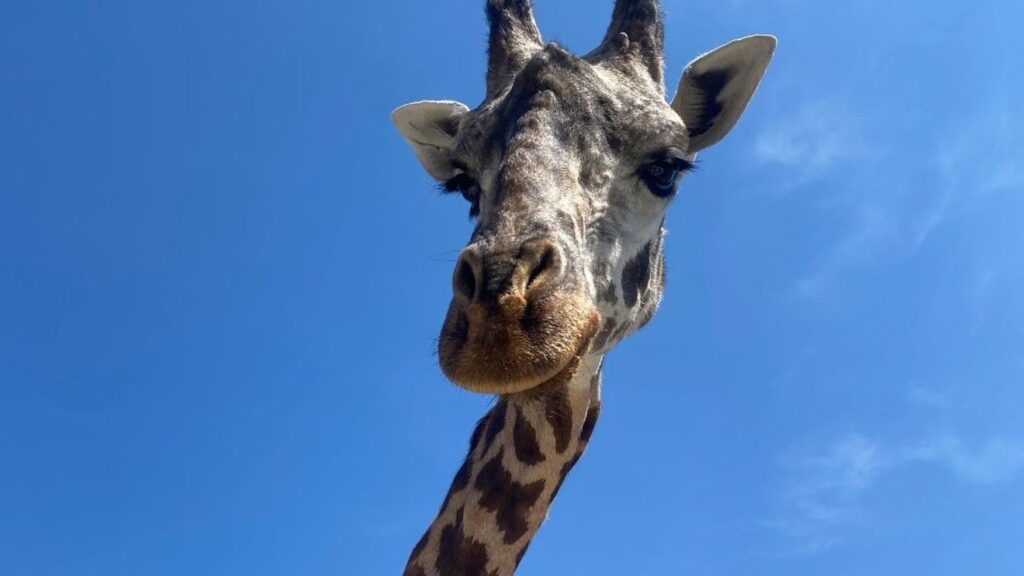 Beloved giraffe born at Greenville Zoo dies after fatal accident station icon