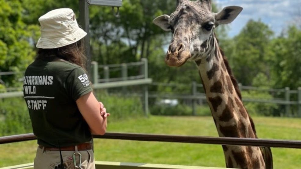 The Toronto Zoo has announced that a beloved Masai giraffe born at the Greenville Zoo in South Carolina in 2012 has died after a tragic accident. (Photo: The Toronto Zoo)