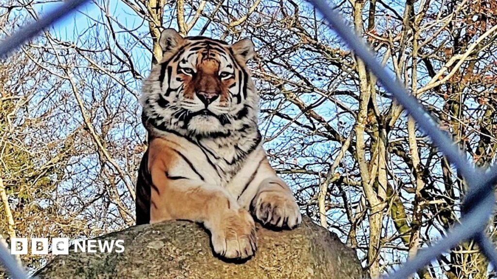 Zoos at risk under strain of cost pressures A tiger is resting on a large granite boulder with mostly bare tree branches in the background and slithers of blue sky. The tiger is face on to the camera with its two large paws resting in front of it. Parts of a chain link fence are visible in the foreground with the tiger staring directly into the camera between one of the links.