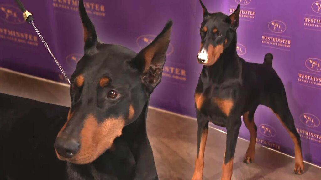 Meet the 2026 Westminster Kennel Club Best in Show WINNER!