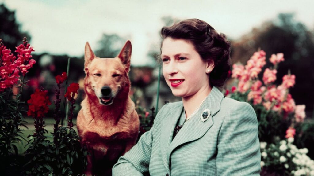 Where are Queen Elizabeth’s corgis? Their life after Prince Andrew’s move