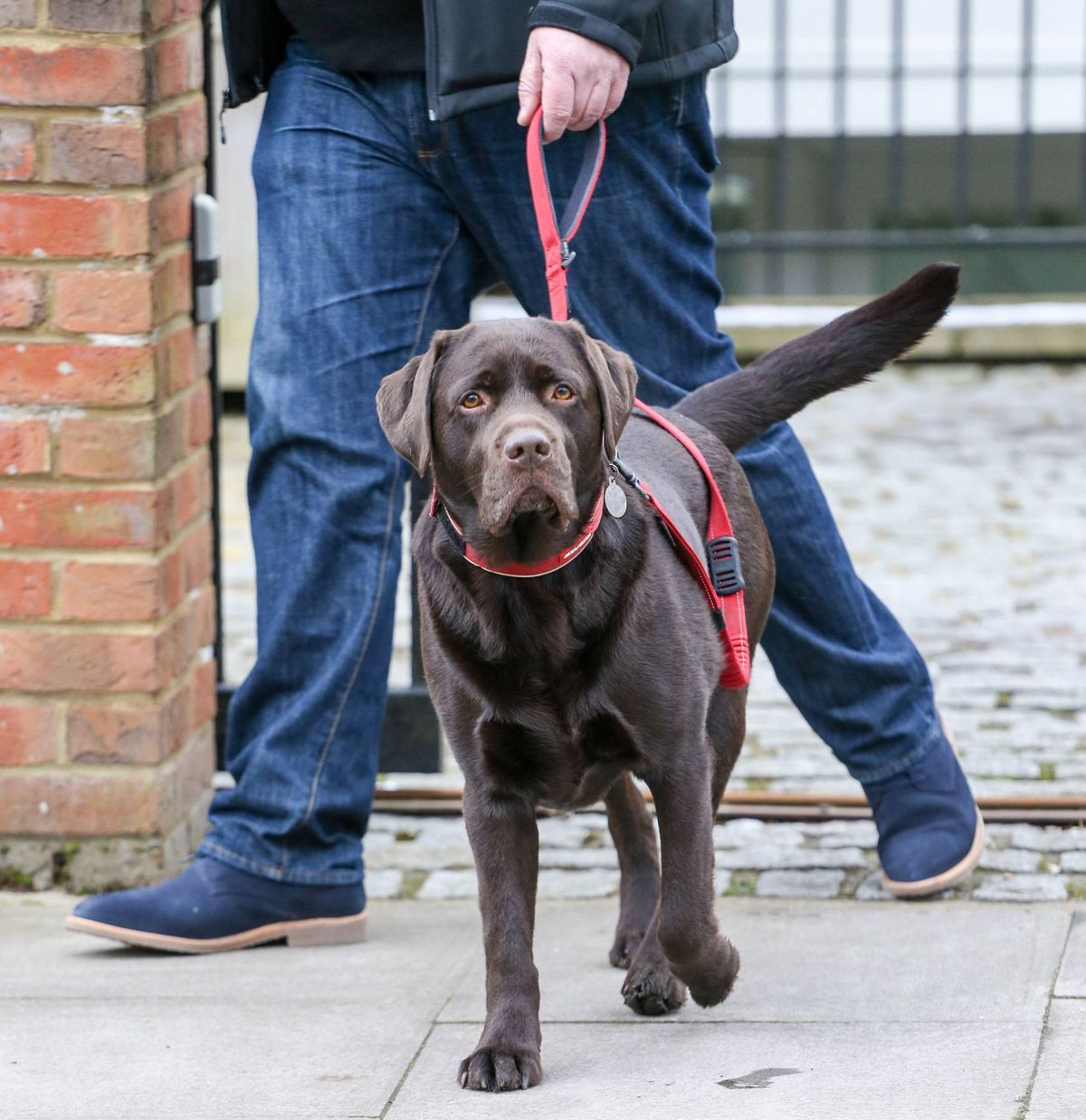 A dark-colored dog equipped with a red harness is being guided by a person in blue jeans, walking on a paved sidewalk adjacent to a brick building.