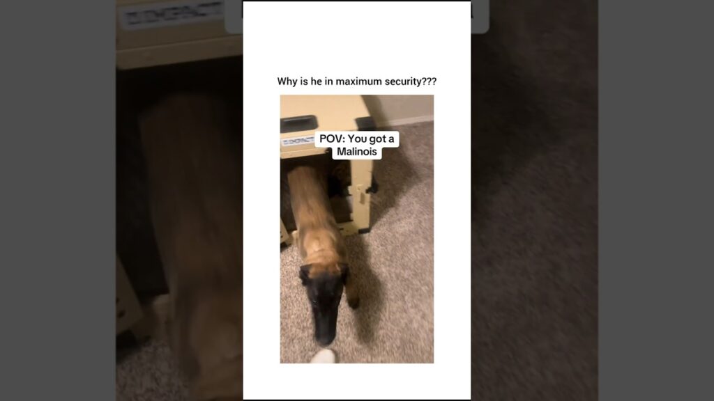 That crate could be used for a dinosaur
