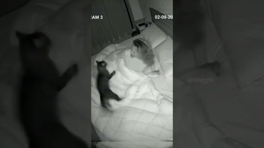 I Blinked at 3AM and My Cats Started Round Three 😭 I Blinked at 3AM and My Cats Started Round Three 😭