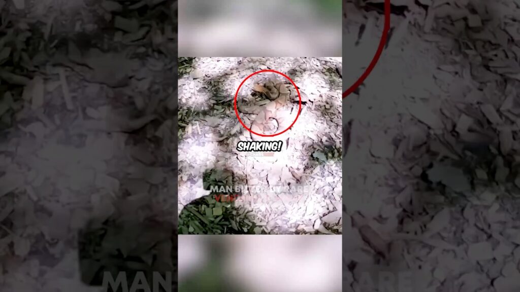Man Bitten By RARE VENOMOUS Snake 🐍 😳 Cred: @DOUBLEO_ObsessionOutdoors