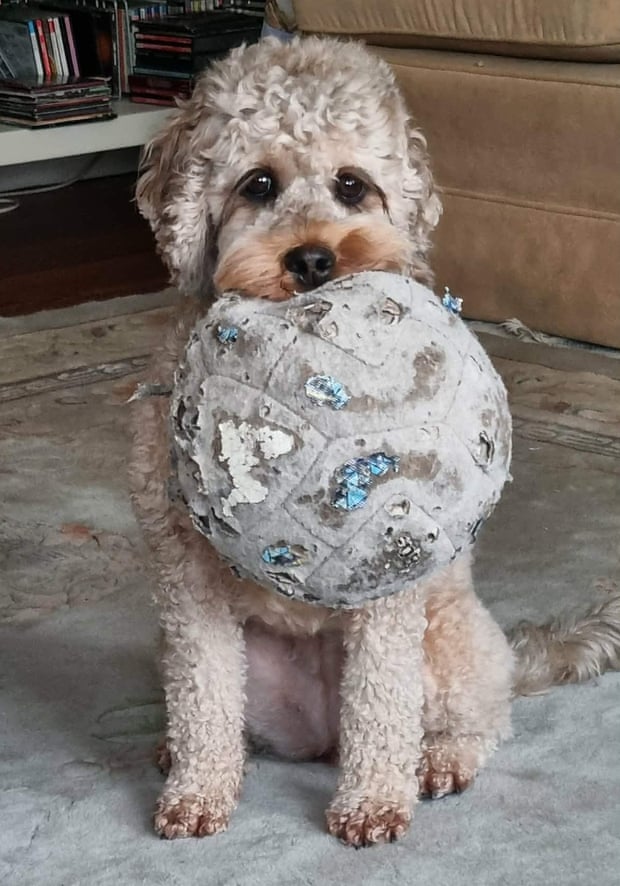 Guest dog Buffy for the Thursday quiz